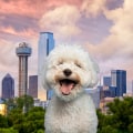 Bringing Pets to Festivals in Dallas County, TX: What You Need to Know