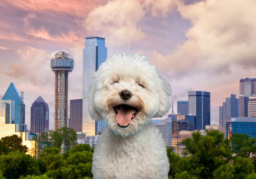 Bringing Pets to Festivals in Dallas County, TX: What You Need to Know